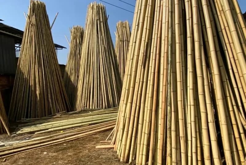 探索达州水生植物的奥秘：什么是水生植物图鉴