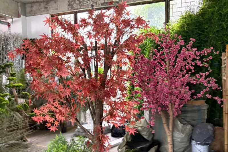 探索阿坝常见水生植物养护基地：生态保护与植物养护的完美结合