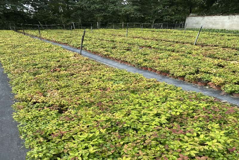 探索绵阳水域：揭秘能吃的水生植物都有哪些