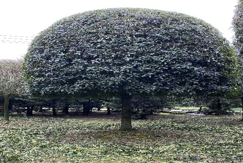 成都花园设计施工价格全解析：打造您的理想花园