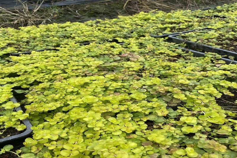 眉山常绿水生植物盆栽：打造绿色生态家居的新选择