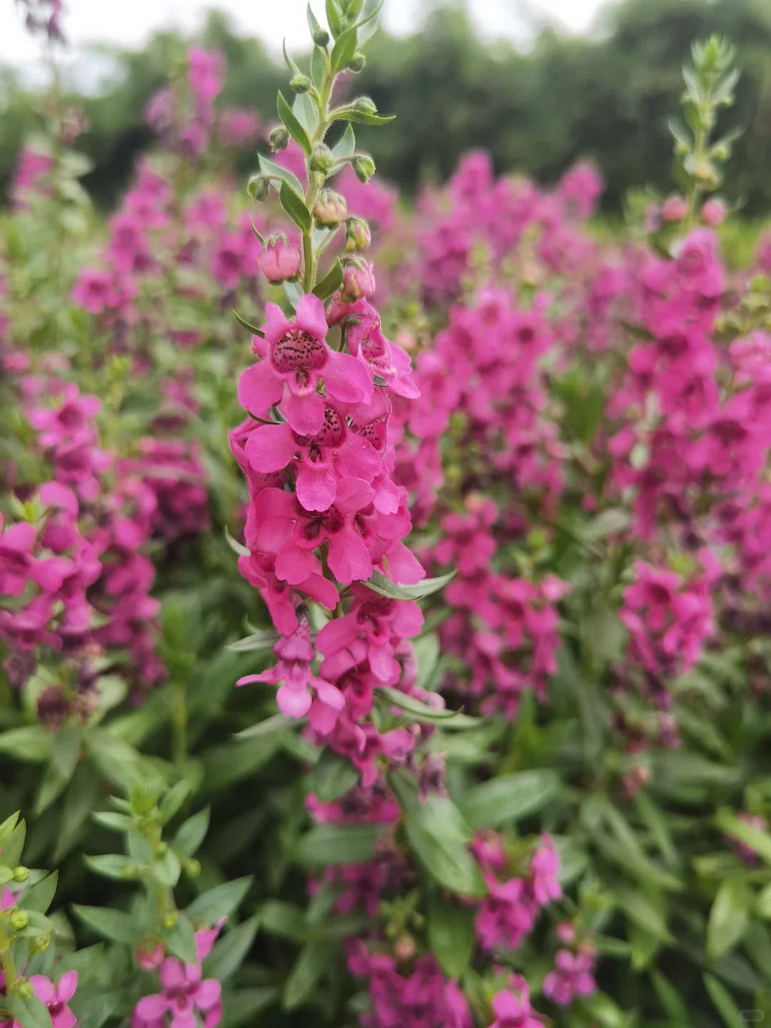 探索成都王府花园设计软件：创新技术与艺术的完美融合